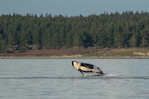 Orca Breaches