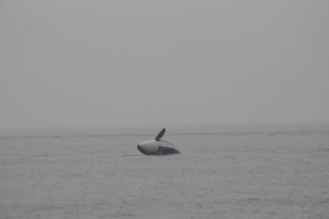 Breaching Orca in Strait of Georgia P/C. Olivia Esqueda