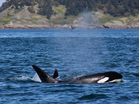 Bigg's Killer Whales Visit Stuart Island