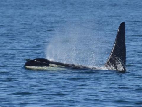 Transient Orcas traveling near Lopez Island