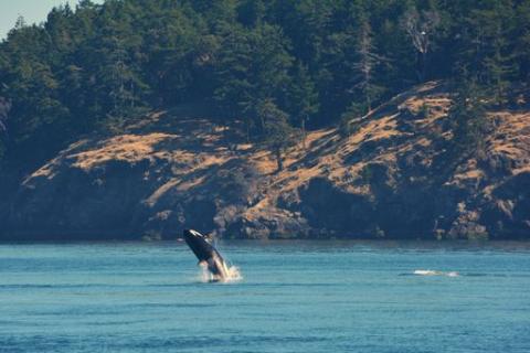 Transient Orca Swim in the Morning