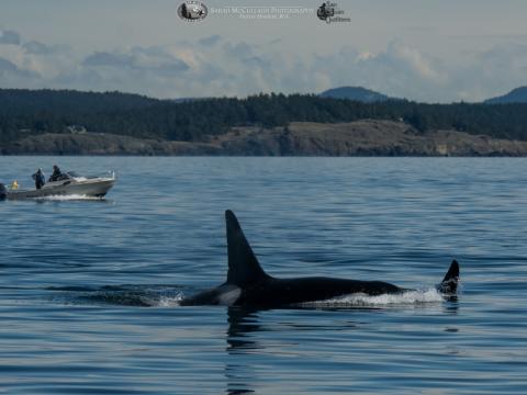 Bigg's Killer Whales South of San Juan Island