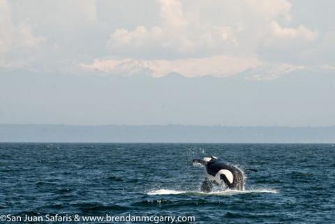 Bigg's Killer Whales in Strait of Juan de Fuca