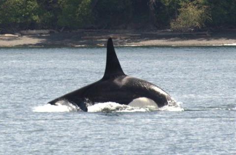 Southern Resident Killer Whales Swim into the Salish Sea