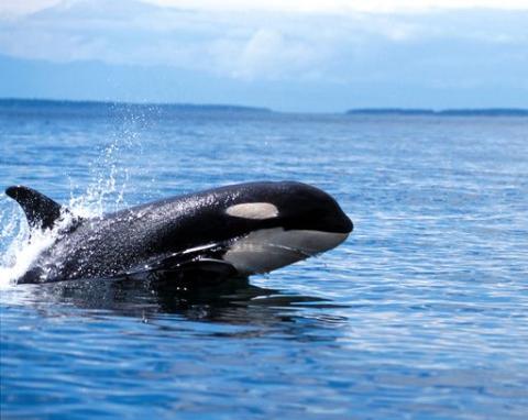 Southern Resident Killer Whales Swim San Juan Island