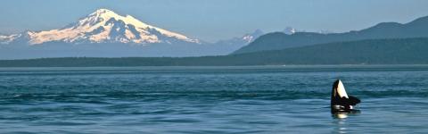 adventure harbor tours morris island