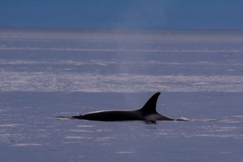 Bigg's Killer Whale Bigg's Killer Whale