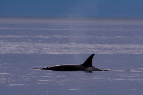 Bigg's Killer Whale