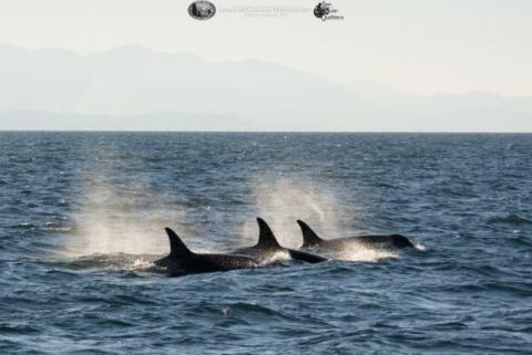 Bigg's Killer Whales Porpoising