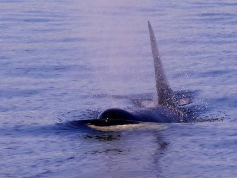 Transient Orcas traveling near Orcas Island