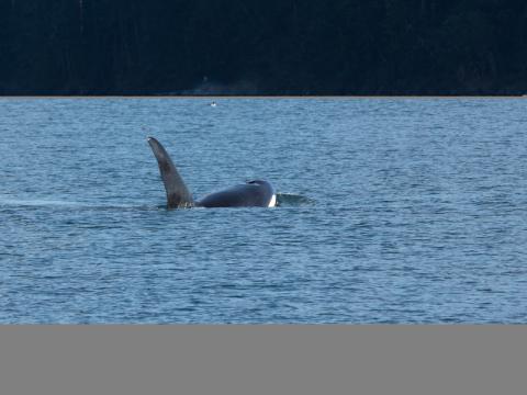 Bigg's Killer Whale Family near Discovery Island