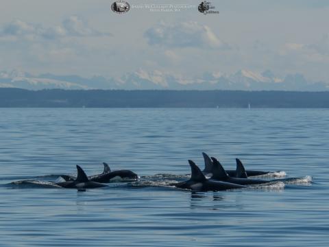 Transient Killer Whales near Spieden Island