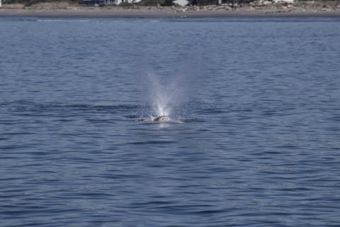 Grey Whale