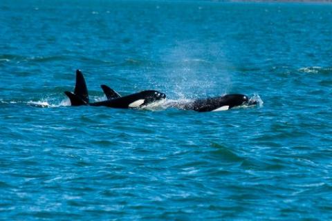 Orcas traveling through the Salish Sea with Big Swells