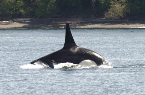 Bigg's Killer Whales Hunting Near San Juan Island