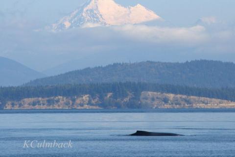 Humpback Whales near Mount Baker