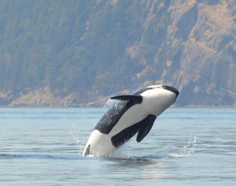 Southern Resident Orca Breach near San Juan Island