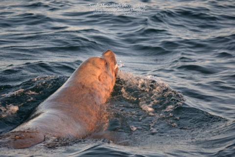 Male Steller Sea Lion