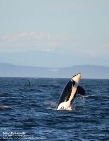 Killer Whales in British Columbia Orcas near Sooke, BC