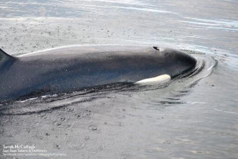 Transient Orcas near San Juan Island Bigg's Killer Whales in San Juan Channel