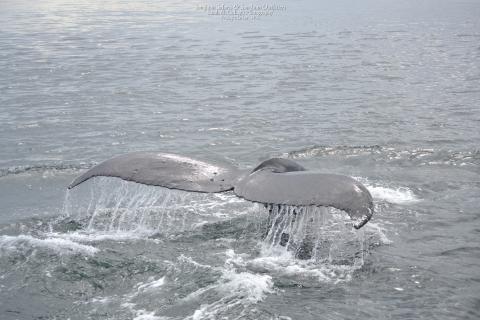 Humpback whale tail