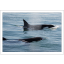 Bigg's Killer Whales Swim near San Juan Island P/C. Sarah McCullagh