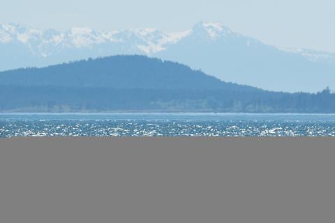 Humpback Whale in San Juan Islands PC/ Sarah McCullagh