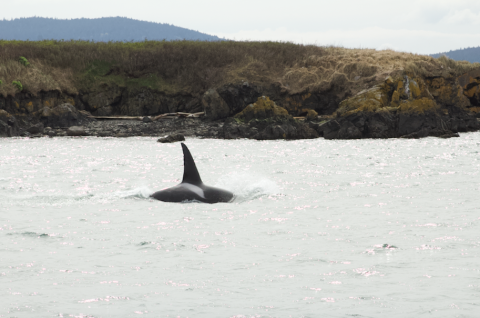 Transient Orca Guests