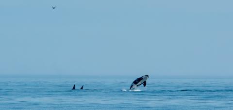 Breaching Southern Resident killer whale Breaching Southern Resident killer whale