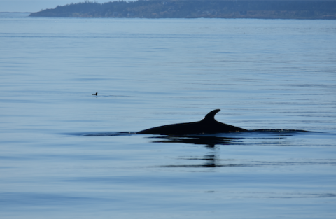 Minke Whale on Salmon Bank Minke Whale Lunge Feeding