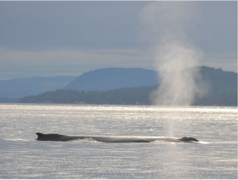 Humpback Whale traveling near Stewart Island Humpback Whale surfacing for air