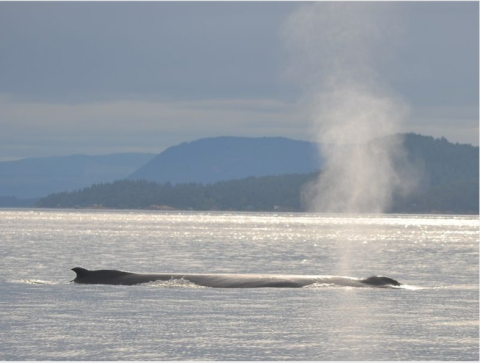 Humpback Whale surfacing for air