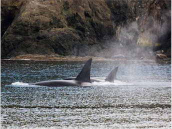 Bigg's Killer Whales hunting at Parker Reef Transient Orcas traveling near Orcas Island