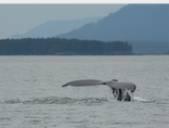 Humpback Whale showing tail before diving for food