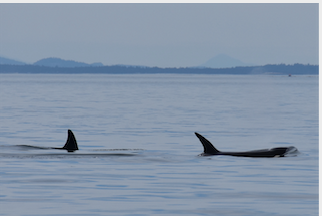 Transient Killer Whales near Vancouver