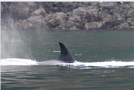 Transient Orcas in San Juan Islands Bigg's Killer Whales in Lopez Sound