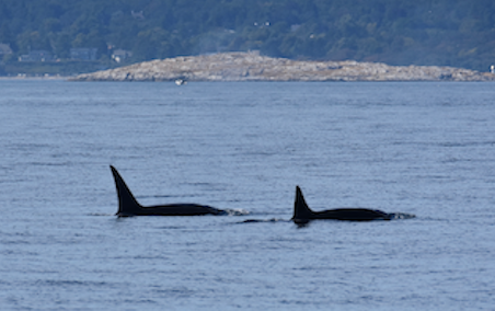 Orcas in the Salish Sea Killer Whales traveling
