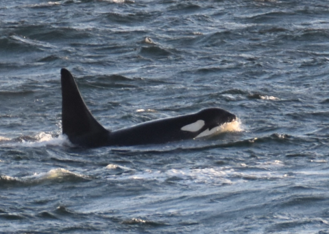 Wave Walker, SRKW, traveling Southern Resident Killer Whale, Wave Walker