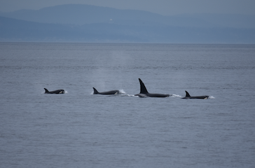 Transient Orca Family Surfacing T100's Biggs orcas traveling near San Juan Island