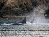 Transient Orcas in San Juan Islands Bigg's Killer Whales Traveling