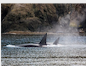 Transient Orcas in Rosario Strait Bigg's Killer Whales Traveling near Cypress Island