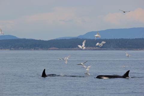 Bigg's Killer Whales Hunting