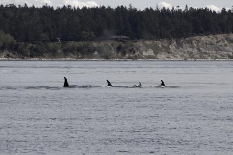 Bigg's Orcas