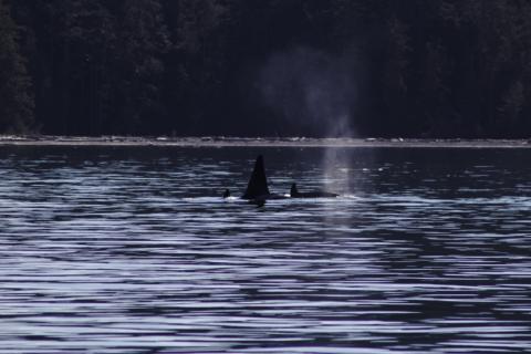 Bigg's orcas