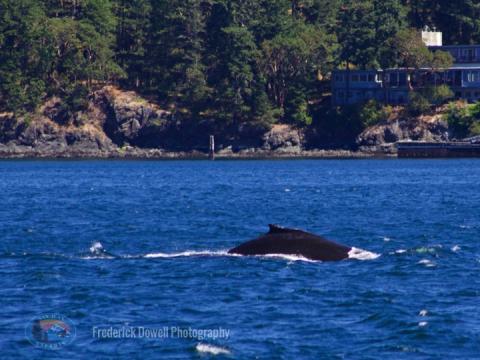 Humpback whale dorsal fin