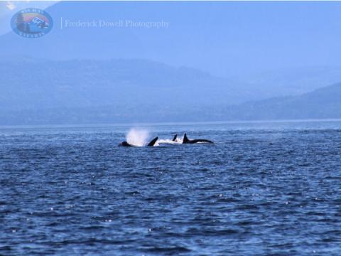 Transient Orcas