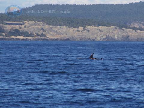 Transient Orcas