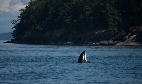 J2 Granny Spyhops near Stuart Island