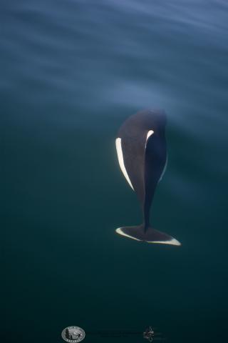 Dall's porpoise in the Salish Sea