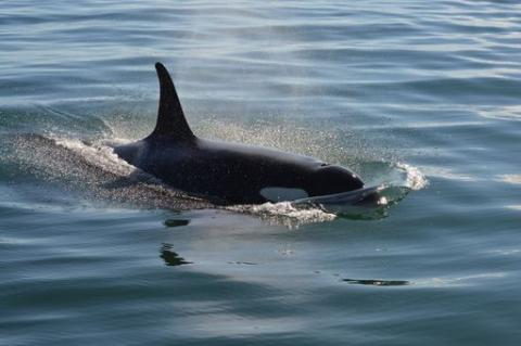 SRKW Swim West Side of San Juan Island